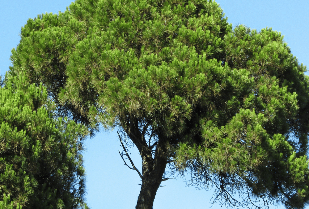 Le blog de Tchapot et Gafarots