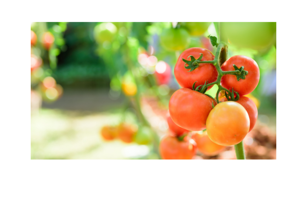 au jardin tchapot et gafarots